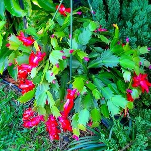 Schlumbergera Buckleyi True Christmas Cactus RED, Live 2.5" potted Plant